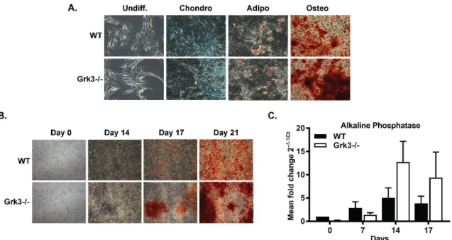 Figure 2.1. Bone marrow-derived mesenchymal stem cells (BmMSCs) deficient in G  protein-coupled receptor kinase 3 (Grk3-/-) have enhanced osteogenic differentiation in  comparison to wildtype (WT) BmMSCs