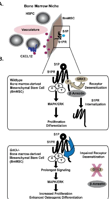 Figure 2.7. Proposed model for GRK3-deficient BmMSCs within the niche. (A) Our  studies suggest BmMSCs deficient in GRK3 secrete more CXCL12 and proliferate more  rapidly, which may increase support to hematopoietic stem and progenitor cell (HSPC)  develop