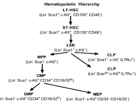 Figure 3.2. Hematopoietic hierarchy of stem and progenitor cell differentiation  within the bone marrow