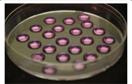 Fig. 1 Cell/agarose constructs. Bovine chondrocytes suspended in 100 µl of agarose hydrogels were seeding onto a non-adherent 100-mm culture dish