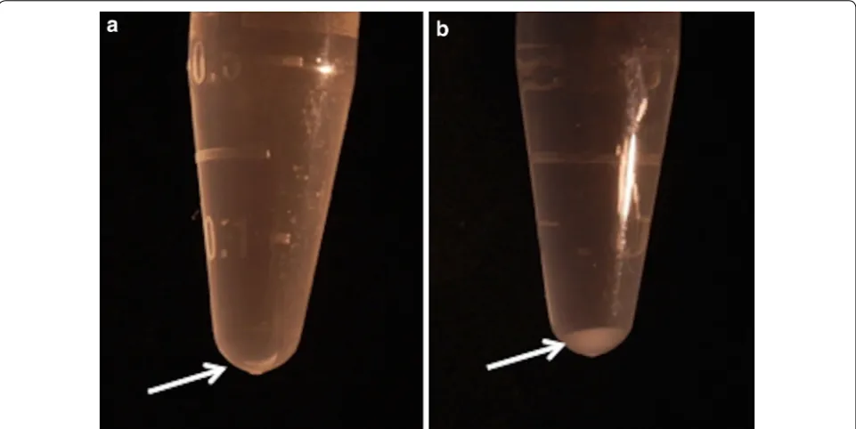 Fig. 3 RNA precipitation with isopropanol using TRIzol® Reagent. Precipitation (arrow) from cell-only control in 1.5 ml tube (a), cell/agarose con-