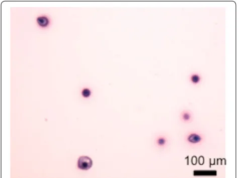 Fig. 4 Bovine articular chondrocytes in agarose hydrogel. A 10-µm section was stained with Toluidine blue-O