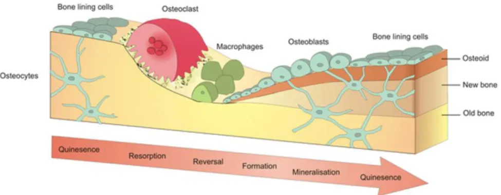 Figure 1.2. Bone remodeling process for bone self-repair. (Reprinted from 