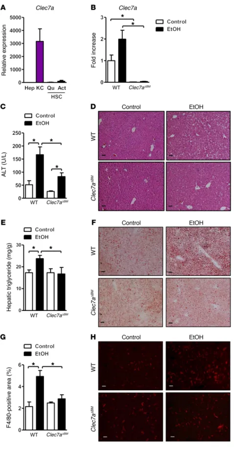 Figure 3. Mice lacking CLEC7A in bone marrow–