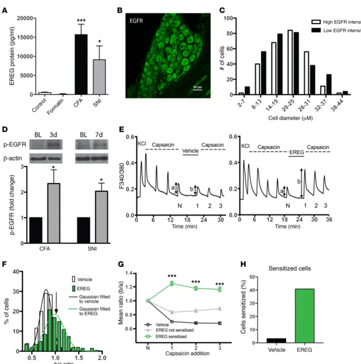 Figure 4. EREG and EGFR are upregulated in chronic pain states, and EREG increases activation of medium-small DRG sensory neurons