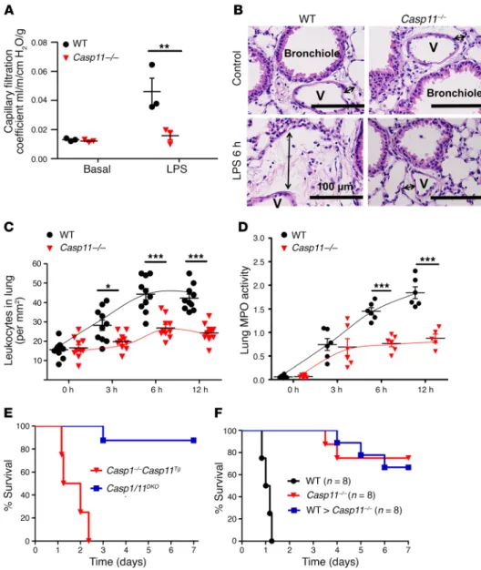 Figure 3. Requirement for caspase-11  expressed in nonhematopoietic cells in  mediating endotoxemia-induced acute  lung vascular injury and mortality