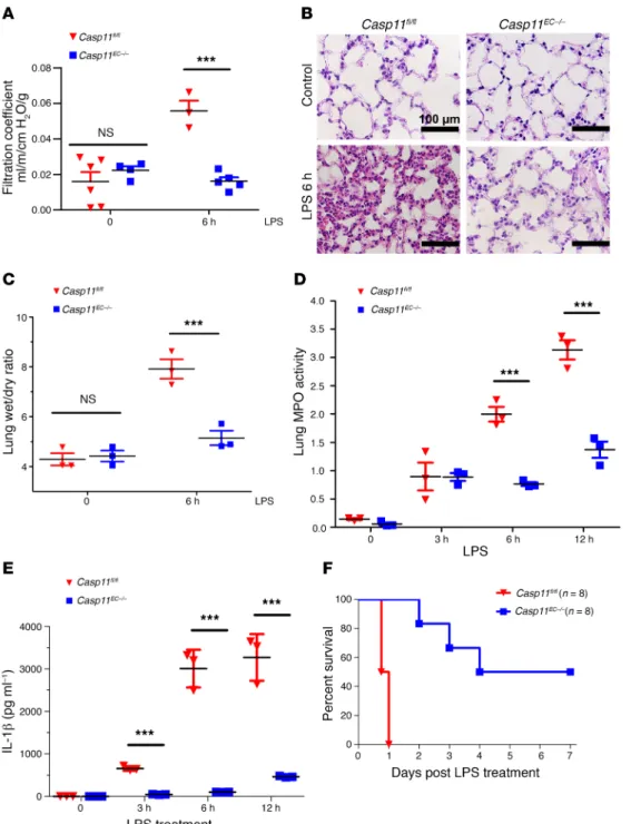 Figure 4. EC-expressed caspase-11 Is  required for ALI induced by  endotox-emia. (A) Lung microvessel filtration  coefficient was assessed in Casp11 fl/fl    and Casp11 EC–/–  mice following  expo-sure to systemic LPS (40 mg/kg i.p.)  for 6 hours