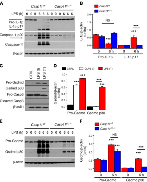 Figure 6. Endothelial caspase-11 activation  is required for generation of mature IL-1β  and Gsdmd
