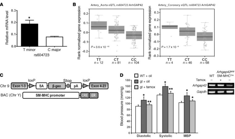 Figure 1. ARHGAP42 expression in SMCs is regulated by allele-specific mechanisms and controls BP
