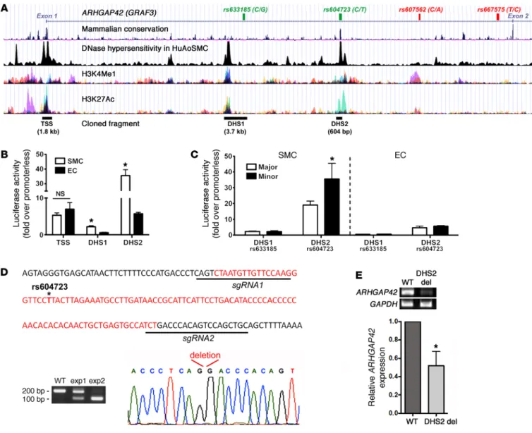 Figure 2. An enhancer within the ARHGAP42 first intron displays strong SMC-specific and allele-specific activity and is required for endogenous   ARHGAP42 expression