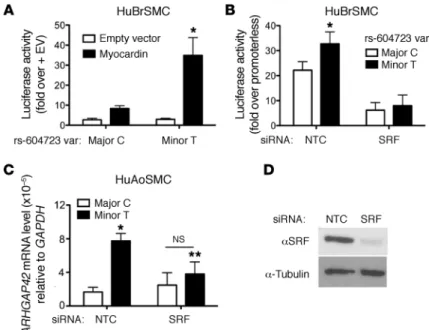 Figure 4. The allele-specific activity of the DHS2 enhancer  is SRF-dependent. (A) Major and minor DHS2 luciferase  con-structs were transfected into HuBrSMCs along with myocardin  or empty expression vector