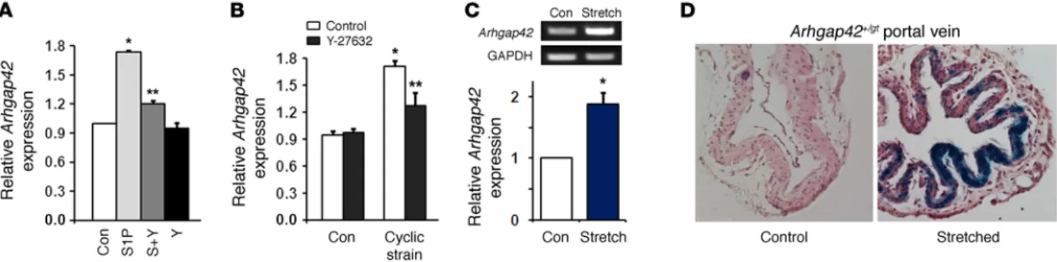 Figure 6. Arhgap42 expression limits the development of hypertension. (A) WT mice were treated with  l -NAME (450 mg/l in drinking water)