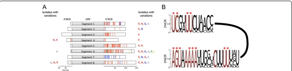 Figure 1 Comparative analysis of the NCR of ISAV. A. Differences in length and sequence among the NCRs of the 8 genomic segments ofISAV