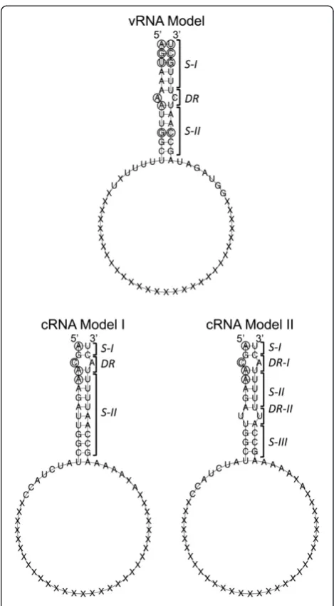 Figure S1), conserved regions at the termini of each NCR