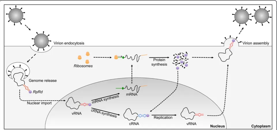 Table 3 Pathogenicity of the ISAV isolates used in this study