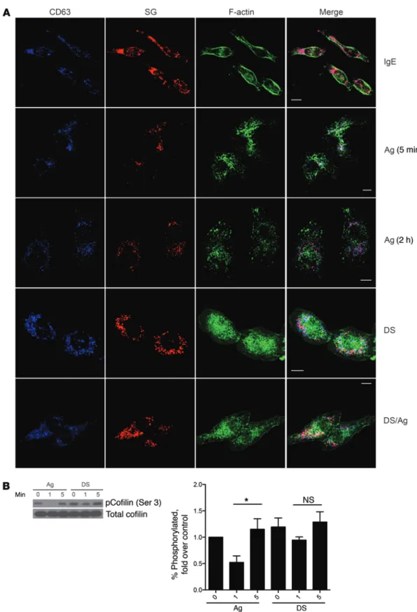 Figure 6. Distinct actin reorganization in desensitized cells. (A) Serglycin (SG)–mCherry (red) RBL-2H3 cells were plated on coverslips before desen- desen-sitization and/or challenge with Ag for 5 minutes followed by fixation and staining for CD63 (blue) 