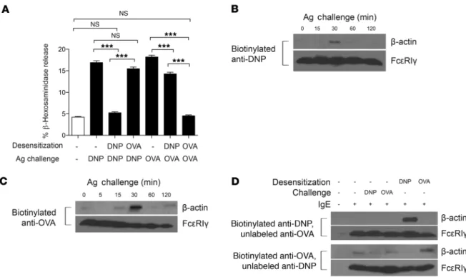 Figure 7. Antigen specificity of desensitization. (A) RBL-2H3 cells were sensitized with a 1:5 ratio of anti-DNP to anti-OVA IgE, then desensitized to  DNP-HSA or OVA before challenge with DNP-HSA (10 ng/ml) or OVA (1 μg/ml)