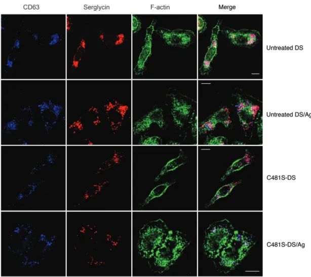 Figure 8. Manipulation of the actin cytoskeleton reverses actin changes caused by desensitization