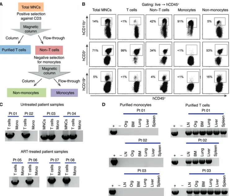 Figure 1. Absence of HIV DNA in monocytes but not in T cells isolated from peripheral blood of infected patients