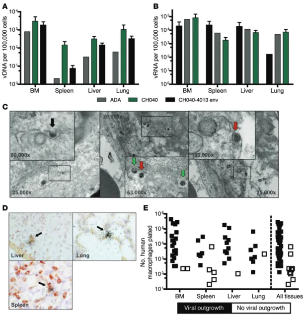 Figure 4. Systemic replication of HIV-1 in the tissues of MoM. (A) Cell-associated vDNA copies per 100,000 total cells and (B) cell-associated vRNA copies  per 100,000 total cells were measured from cells isolated from bone marrow (BM), spleen, liver, and 