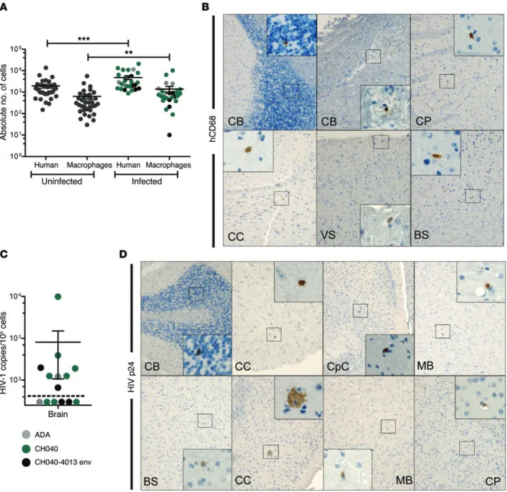 Figure 5. Human cells are present in the brains of MoM and increase in numbers during HIV infection