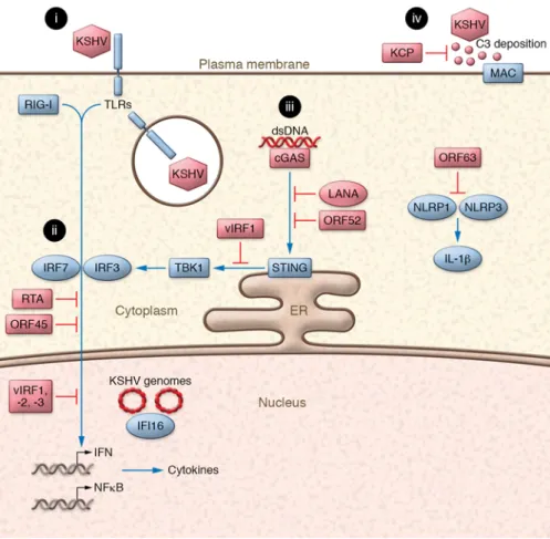 Figure 1. Innate immune evasion by KSHV. KSHV encodes multiple viral proteins that inhibit innate  immune pathways