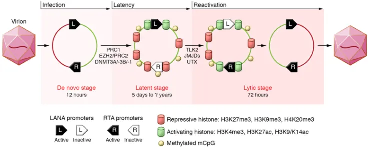 Figure 2. Epigenetic modifications to KSHV upon primary infection, latency, and reactivation