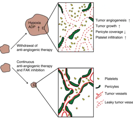 Figure 5. Proposed model of the interactions  among antiangiogenic therapy, platelets, and FAK  and their effect on tumor growth