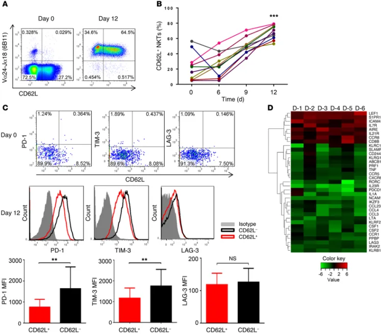Figure 1. Accumulation of CD62L +  subset in culture after in vitro antigenic stimulation of primary NKTs