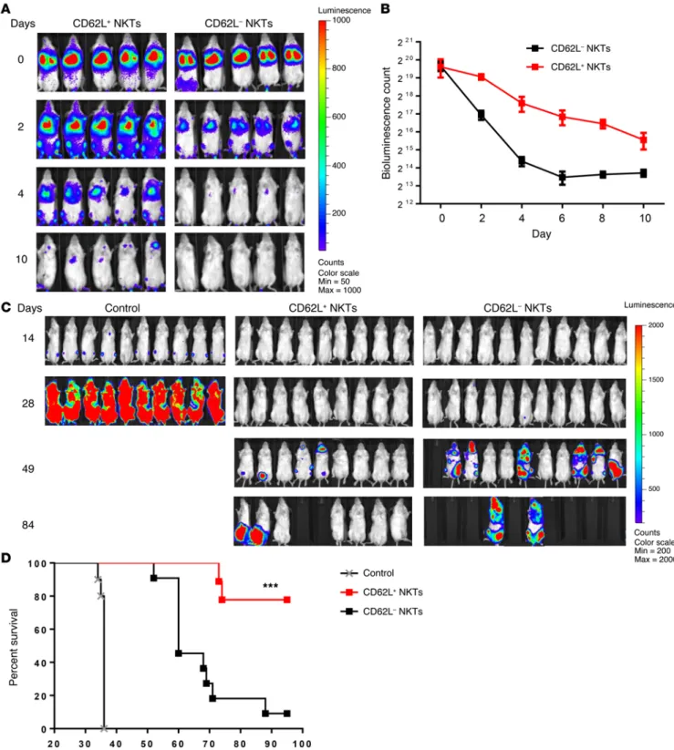 Figure 4. CD62L +  NKTs have superior in vivo persistence and antitumor activity. (A) Luciferase-transduced NKTs were sorted into CD62L +  and CD62L – subsets and injected to NSG mice