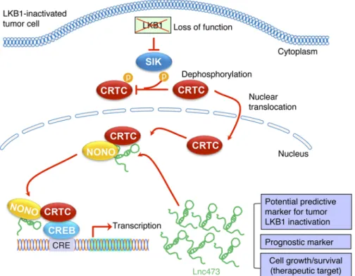 Figure 7. A model for the molecular basis of LINC00473 induction and the role of sustained  LINC00473 expression as a potential biomarker and prognostic marker, therapeutic target, and gene  regulator for LKB1-inactivated NSCLC.