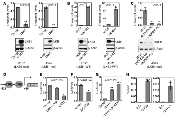 Figure 3. LINC00473 expression is regulated by the LKB1/CRTC1/CREB signaling axis. (A) qRT-PCR analysis showed that LINC00473 expression was signifi- signifi-cantly reduced in two LKB1-null NSCLC cell lines (H157 and A549) after transduction with LKB1 retr