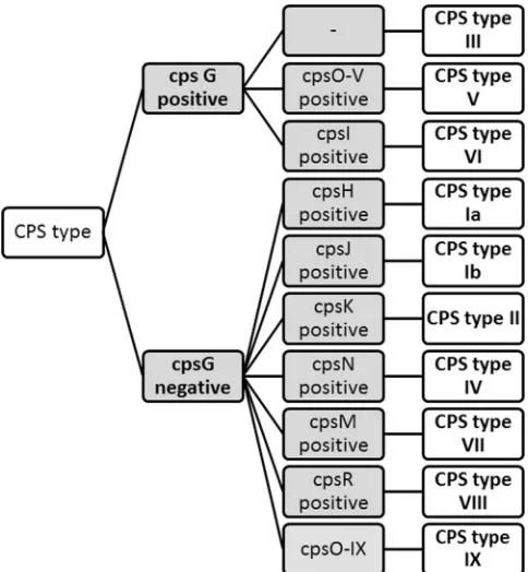 TABLE 3 Efﬁciency calculated for primers for real-time PCR GBS CPS typing