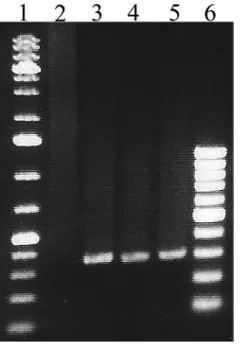 FIG 6 A lectin dot blot assay was performed for GBS isolates that failed to be assigned a CPS type by theimmunodiffusion assay (NT isolates)