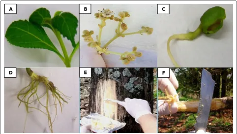Table 1 Candidate reference genes, primers used to amplify in teak and their PCR parameters