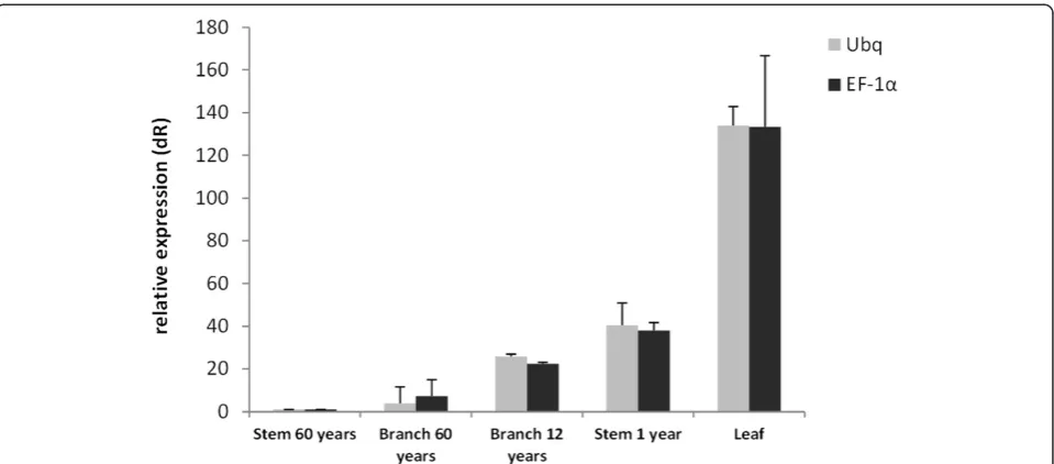 Figure 8 Expression levels of the TgCAD gene. It was used different tissues and organ ages of teak tree, using the best validated referencegenes (TgUbq and TgEF-1a) for normalization and the results are represented as mean fold changes in relative expressi