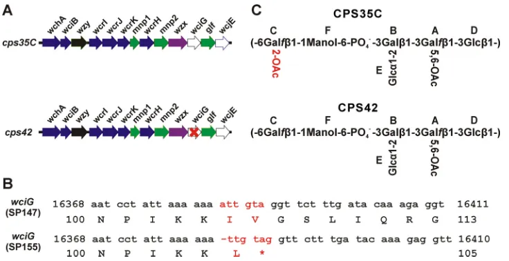 FIG 2 Genetic and structural differences between serotypes 35C and 42. (A) Arrangement of structure-determiningindicate the residues whoseof serotype 35C and 42 polysaccharides as determined by NMR spectroscopy