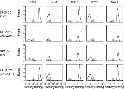 FIG 3 Serological panel demonstrating that WciG functionality differentiates serotypes 35C and 42