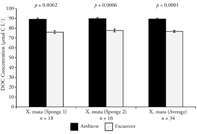 Figure 2.1: Average DOC concentration in the ambient and excurrent waters of two 