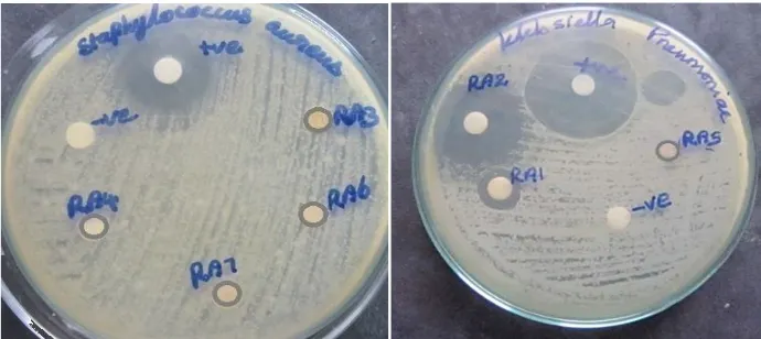 Fig 6 Culture plates of polyester and their composites with glass fibres using Staphylococcus aureus, Bacillus subtilis, Escherichia coli and Klebsiella pneumonia