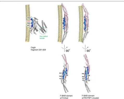 Figure 2 The membrane-binding residues of the F-BAR domains and the equivalent residues in CagA
