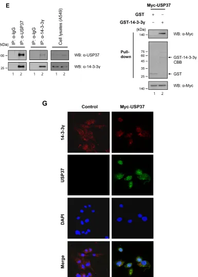 Figure 3: (Continued) 14-3-3γ undergoes polyubiquitination and directly binds to USP37