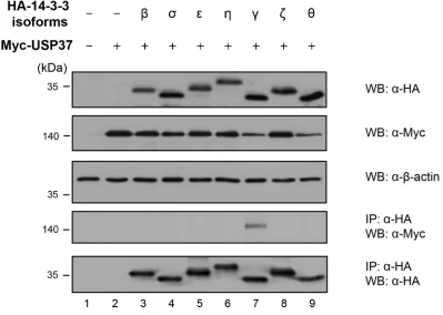 Figure 3: (Continued) 14-3-3γ undergoes polyubiquitination and directly binds to USP37