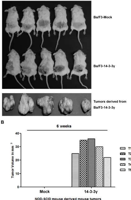 Figure 1: Tumorigenicity of 14-3-3γ. A. Ba/F3 cells (2 × 106) stably transfected with either vector were injected subcutaneously into SCID-NOD mice