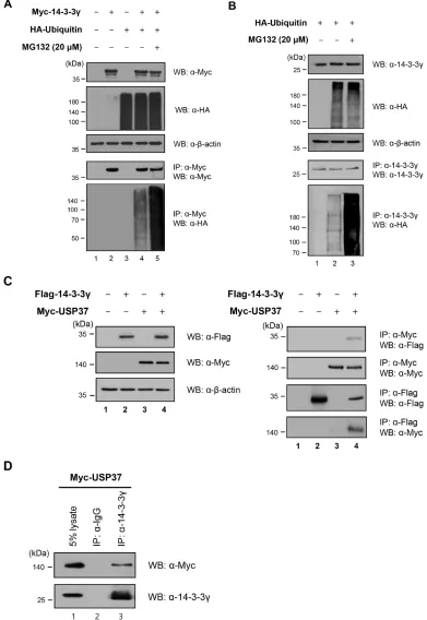 Figure 3: 14-3-3γ undergoes polyubiquitination and directly binds to USP37. A. 293T cells were transfected with Myc-14-3-3γ and HA-ubiquitin separately and together