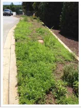 Figure 2.7 shows the Lightyear group’s garden on the day I interviewed Ian. Rather than acting  as an on-site, stress-relieving activity for employees, the purpose for which it was founded, the  garden had become an overgrown eyesore right outside the empl