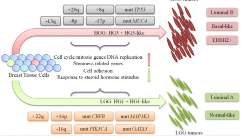 Figure 5: progression model for LGG and HGG tumors. IDC tumors progression model shows the major genetic events that dichotomize and characterize each oncogenic pathway of LGG and HGG tumors