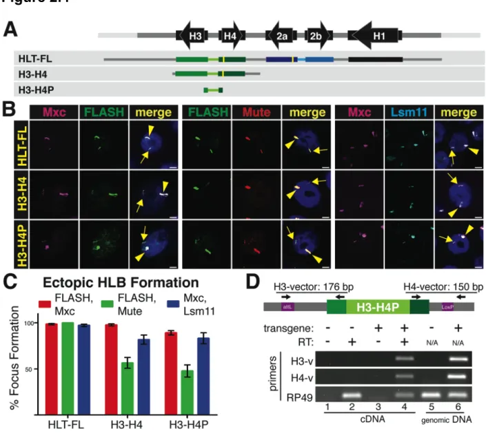 Figure 2.4. The H3 and H4 coding region and 3’ processing signals are not required for  HLB assembly