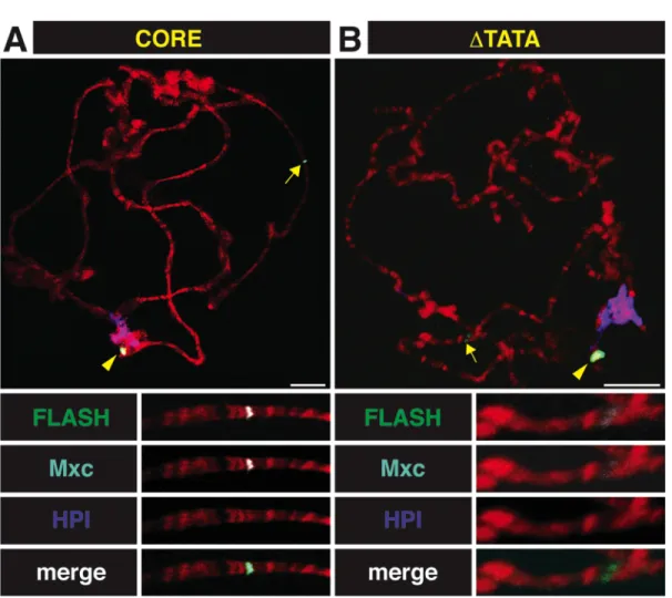 Figure 2.5. Transcription is required for HLB assembly.  