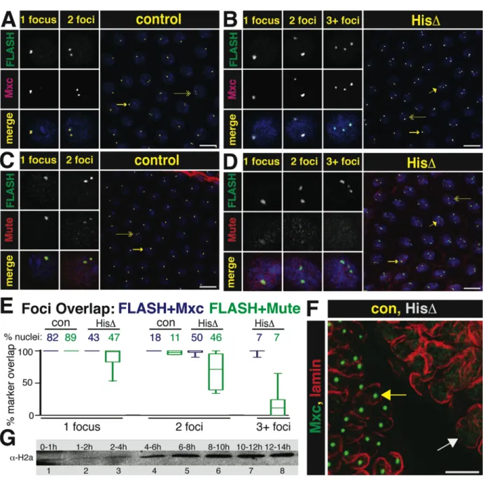 Figure 2.7. HLB assembly in the absence of the Histone Locus. 